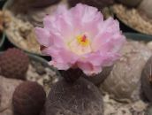 fotografija Sobne Rastline Tephrocactus puščavski kaktus roza