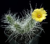 fotografija Sobne Rastline Tephrocactus puščavski kaktus rumena