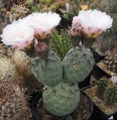 mynd Inni plöntur Tephrocactus eyðimörk kaktus hvítur