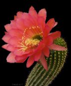 foto Sobne biljke Trichocereus pustinjski kaktus crvena