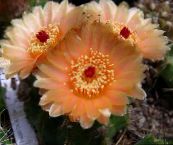 foto Topfpflanzen Ball Cactus wüstenkaktus, Notocactus orange