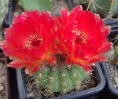 fotografija Sobne Rastline Kroglični Kaktus, Notocactus rdeča