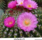 foto Sobne biljke Lopta Kaktus, Notocactus ružičasta