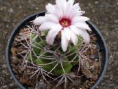 foto Topfpflanzen Ball Cactus wüstenkaktus, Notocactus weiß