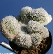 fotografie Vnútorné Rastliny Haageocereus pustý kaktus ružová