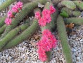 nuotrauka Vidinis augalai Haageocereus dykuma kaktusas rožinis