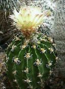 フォト 屋内植物 Hamatoサボテン 砂漠のサボテン, Hamatocactus 黄