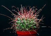 fotografie Pokojové rostliny Hamatocactus pouštní kaktus žlutý