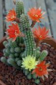 Pinda Cactus