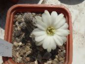 fénykép Szobanövények Földimogyoró Kaktusz, Chamaecereus fehér