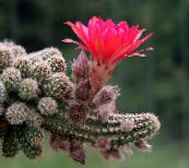grianghraf Plandaí faoi dhíon Cactus Peanut, Chamaecereus bándearg