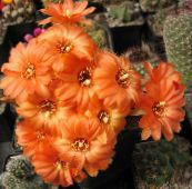 фота Хатнія расліны Хамецереус пустынны кактус, Chamaecereus аранжавы
