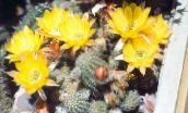 photo des plantes en pot Arachides Cactus, Chamaecereus jaune