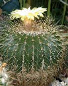 fotografie Pokojové rostliny Eriocactus pouštní kaktus bílá