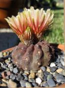 foto Le piante domestiche Eriosyce il cactus desertico arancione