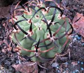 フォト 屋内植物 Eriosyce 砂漠のサボテン ピンク