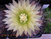 foto Le piante domestiche Eriosyce il cactus desertico bianco