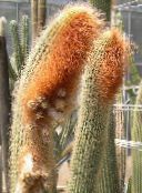 フォト 屋内植物 Espostoa、ペルー老人サボテン 砂漠のサボテン ホワイト