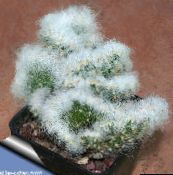 fotografija Sobne Rastline Opuncija puščavski kaktus, Opuntia rdeča