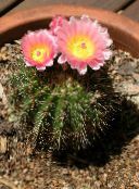 fotografie Plante de interior Tom Degețel desert cactus, Parodia roz
