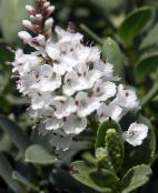 foto Unutarnja Cvjetovi Konobarica grmovi, Hebe bijela