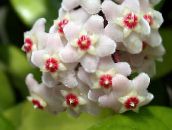 branco Hoya, Bridal Bouquet, Madagascar Jasmine, Wax Flower, Chaplet Flower, Floradora, Hawaiian Wedding Flower Pendurado Planta