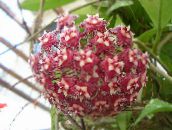 foto  Hoya, Līgavas Pušķis, Madagaskara Jasmīns, Vaska Zieds, Vainags Ziedu, Floradora, Havaju Kāzu Ziedu karājas augs bordo