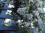 fénykép  Hoya, Menyasszonyi Csokor, Madagaszkár Jázmin, Viasz Virág, Virágfüzér Virág, Floradora, Hawaii Esküvői Virág lóg növény fehér