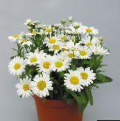 foto I fiori domestici Fioristi Mamma, Mamma Pentola erbacee, Chrysanthemum bianco