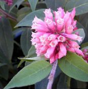 foto Pote flores Cestrum arbusto rosa