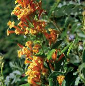 photo des fleurs en pot Cestrum des arbustes orange