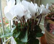 fotoğraf Saksı çiçekleri Farsça Menekşe otsu bir bitkidir, Cyclamen beyaz