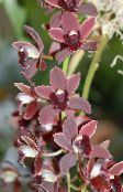 foto Pote flores Cymbidium planta herbácea clarete