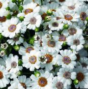 снимка Интериорни цветове Цинерария Cruenta тревисто, Cineraria cruenta, Senecio cruentus бял
