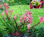foto Pot Bloemen Kangoeroepoot kruidachtige plant, Anigozanthos flavidus roze