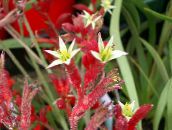 foto Pote flores Kangaroo Paw planta herbácea, Anigozanthos flavidus vermelho