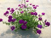 fénykép Pot Virágok Vasfű lágyszárú növény, Verbena Hybrida lila