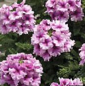 mynd Pottinn blóm Verbena herbaceous planta, Verbena Hybrida lilac