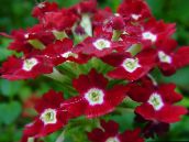 фото Кімнатні квіти Вербена трав'яниста, Verbena Hybrida бордовий