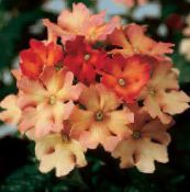 フォト ポットの花 バーベナ 草本植物, Verbena Hybrida オレンジ