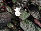 photo Pot Flowers Waffle Plant, Hemigraphis white