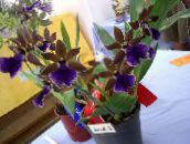 azul escuro Zygopetalum Planta Herbácea