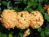 φωτογραφία Εσωτερικά λουλούδια Σπασμένα Κατσαρόλα, Πρίγκιπας Του Πορτοκαλιού θάμνοι, Ixora πορτοκάλι
