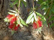 foto Unutarnja Cvjetovi Bottlebrush grmovi, Callistemon crvena