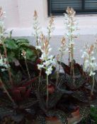 foto Topfblumen Juwel Orchidee grasig, Ludisia weiß