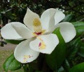 foto Topfblumen Magnolie bäume, Magnolia weiß