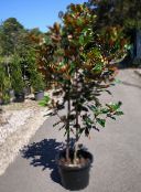 фото үй гүлдері Магнолия ағаш, Magnolia ақ