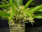 照片  椰子饼兰花 草本植物, Maxillaria 黄