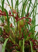 フォト ポットの花 ココナッツパイ蘭 草本植物, Maxillaria クラレット