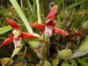 foto Krukblommor Coconut Cirkel Orkidé örtväxter, Maxillaria röd